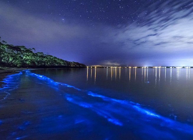Bioluminescent Bay photo