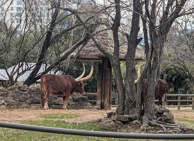 Houston Zoo photo