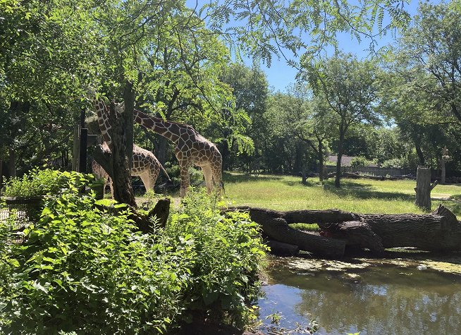 Brookfield Zoo photo