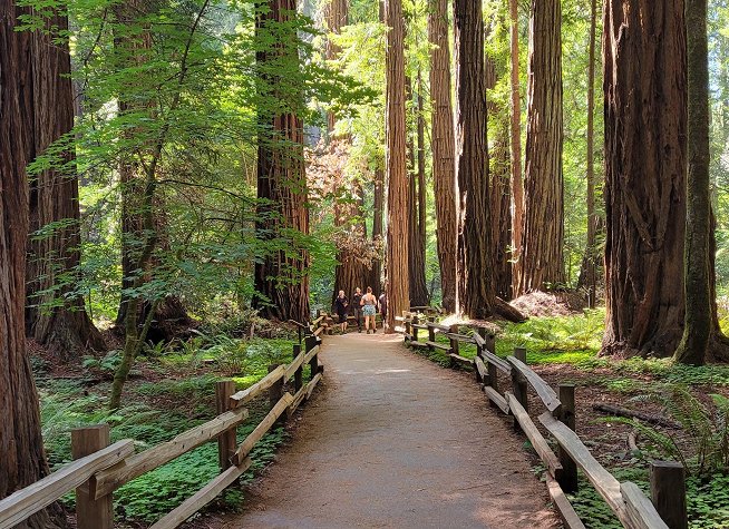 Muir Woods National Monument photo