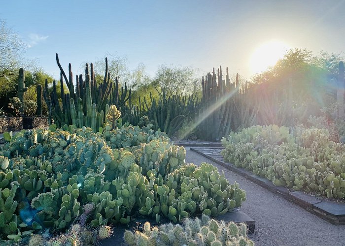 Desert Botanical Garden photo