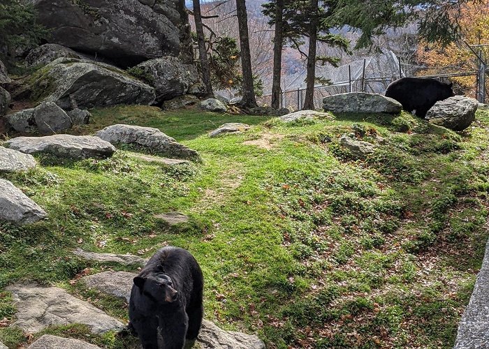 Grandfather Mountain photo