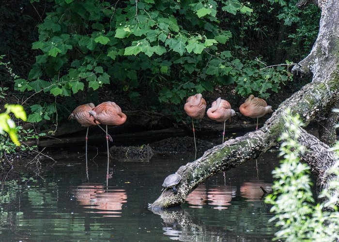 Greenville Zoo photo