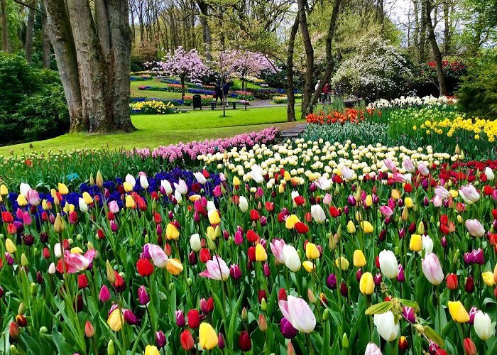 Keukenhof photo