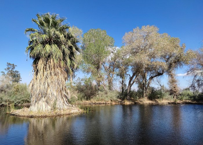 Living Desert Zoo Gardens photo