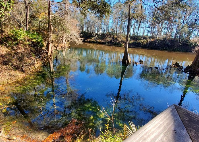 Madison Blue Spring State Park photo