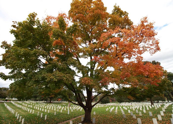 Arlington National Cemetery photo