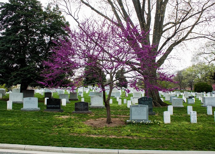 Arlington National Cemetery photo