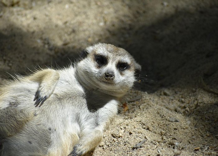 Zoo Boise photo