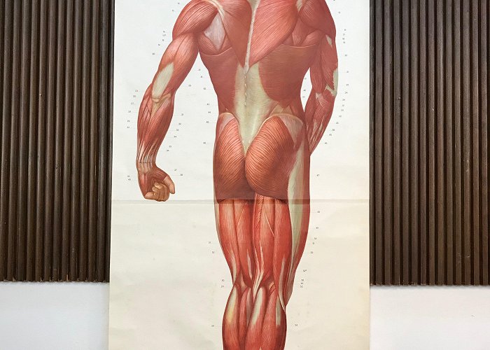 German Hygiene Museum of Dresden Large Anatomical Wall Chart by Deutsche Hygiene Museum, Dresden ... photo