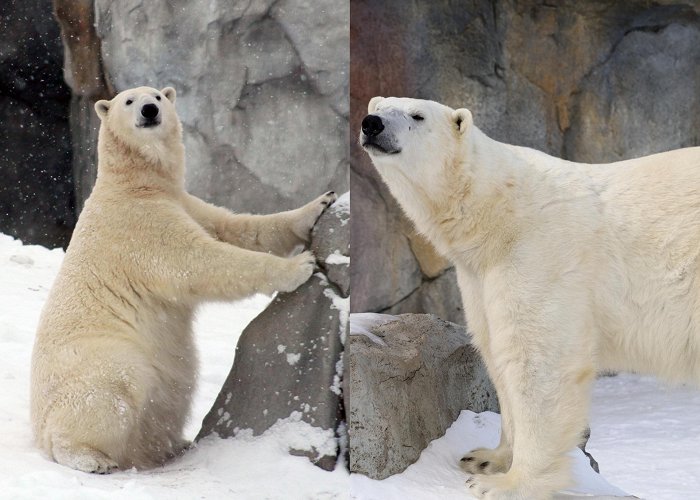 Calgary Zoo Calgary Zoo to welcome orphaned polar bears in the fall ... photo