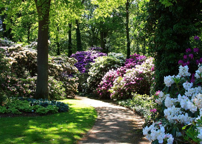 Rhododendron-Park Wallpaper greens, grass, the sun, trees, flowers, Park, Germany ... photo