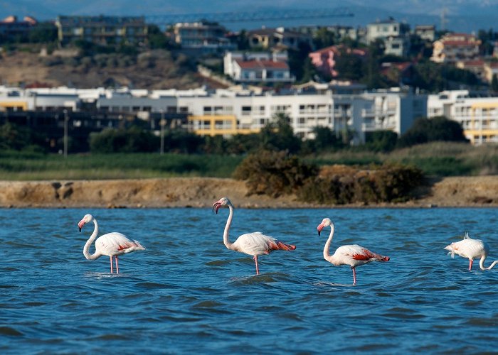 Molentargius Natural Park The Park of Molentargius - Saline | SardegnaTurismo - Sito ... photo