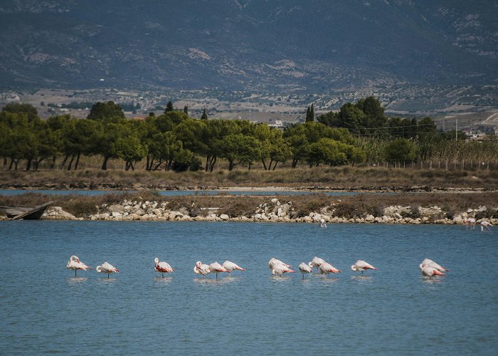 Molentargius Natural Park Do they speak English in Cagliari? - Savoring Italy photo