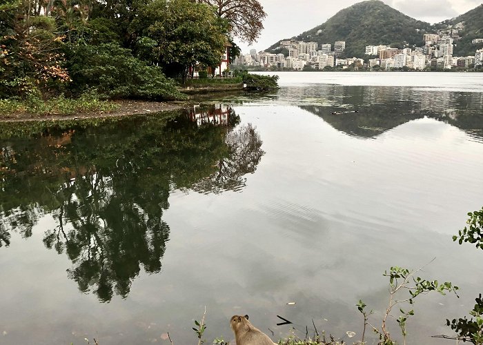 Rodrigo de Freitas Lake Some royalties I met in Rio de Janeiro : r/capybara photo