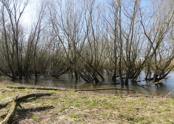 Ooijpolder White Willow in the Ooijpolder, Ooij, Gelderland, Netherlands photo