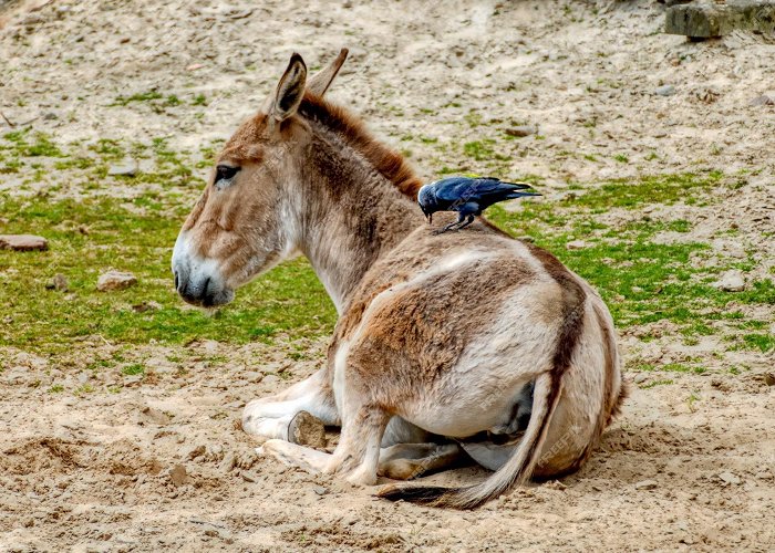 Wildlands Adventure Zoo Emmen Premium Photo | Emmen nl unterwegs im wildlands adventure zoo ... photo