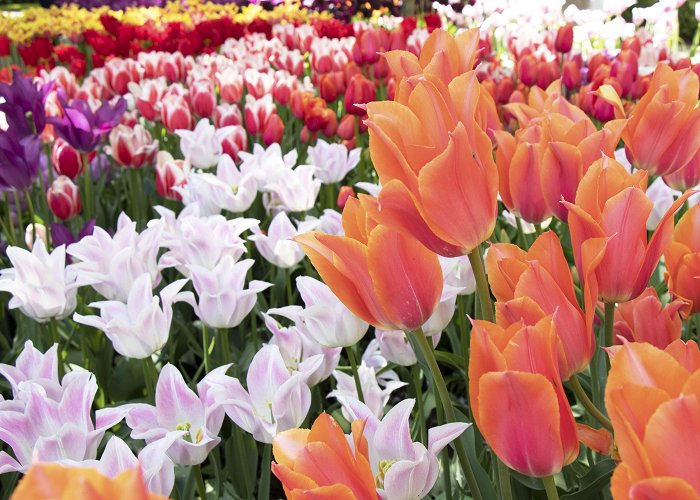 Keukenhof Visiting Keukenhof, the world's largest tulip garden | Blushrougette photo