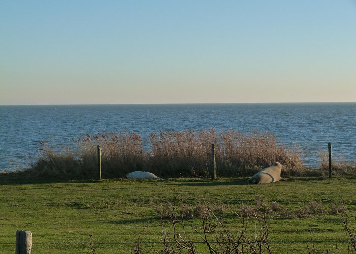 Informatiecentrum De Noordwester Help de jonge zeehonden; laat ze met rust. - Vlieland photo