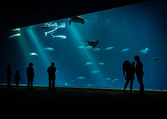 Monterey Bay Aquarium Monterey Bay Aquarium photo