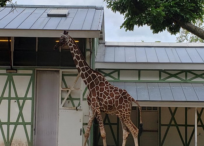 Artis Amsterdam Royal Zoo Artis Royal Zoo is one of the most underrated zoos in the world ... photo