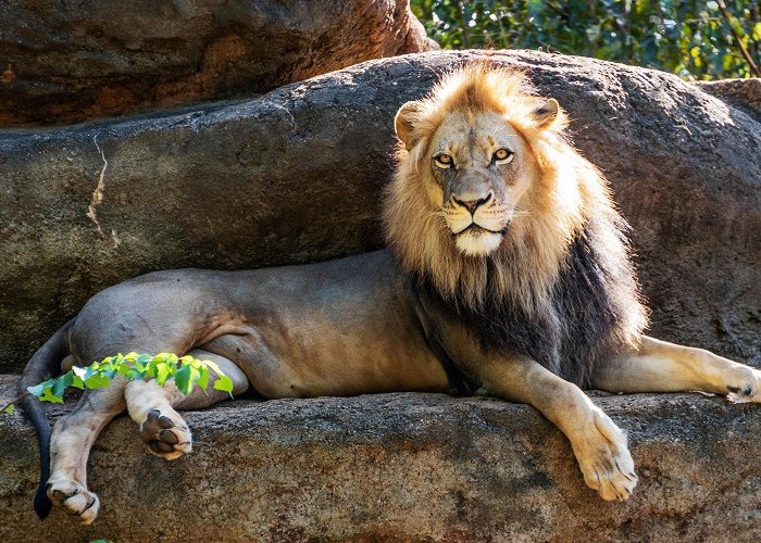 Zoo Atlanta Zoo Atlanta – Activity Review | Condé Nast Traveler photo