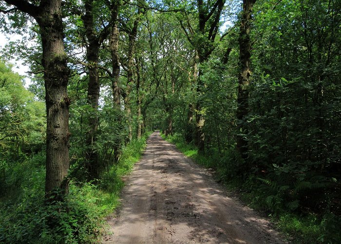 V.v. Balk Vegelinbossen Forests | Southwest Friesland Tourist Board photo