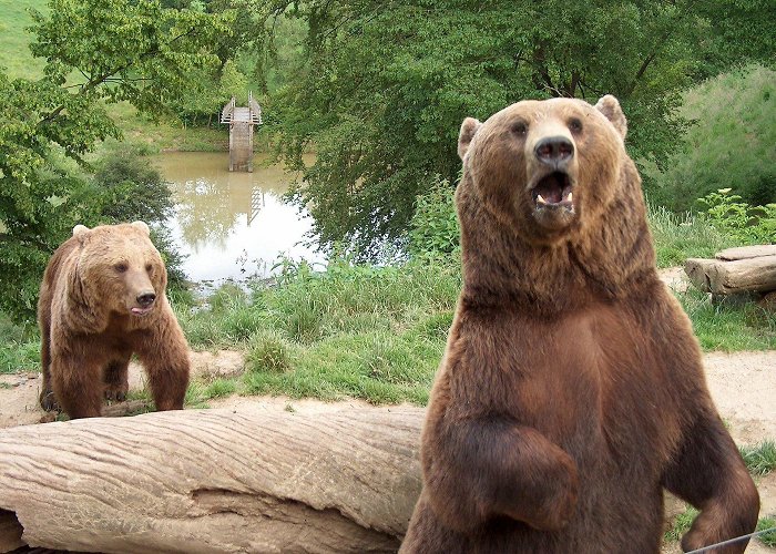 Wild- u. Freizeitpark Westerwald Wäller Tour Buchfinkenland - Gackenbach | WWTS photo