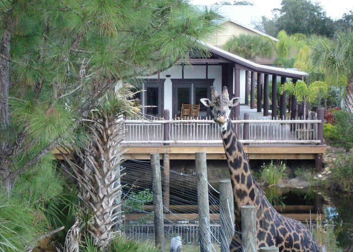 Brevard Zoo Brevard Zoo in Melbourne | VISIT FLORIDA photo