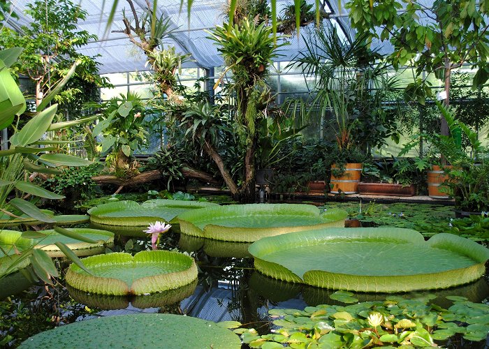 Dresden Botanical Garden Botanical Garden Dresden | Euroregion Elbe/Labe photo