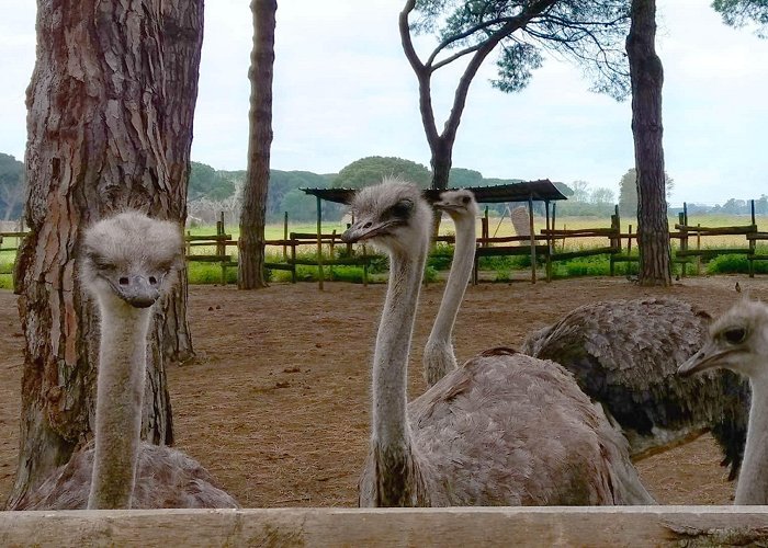 La Fattoria degli animali La Fattoria degli Animali | Parco, noleggio e trasporto animali ... photo