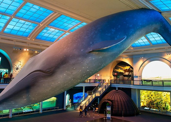 American Museum of Natural History American Museum of Natural History – Museum Review | Condé Nast ... photo