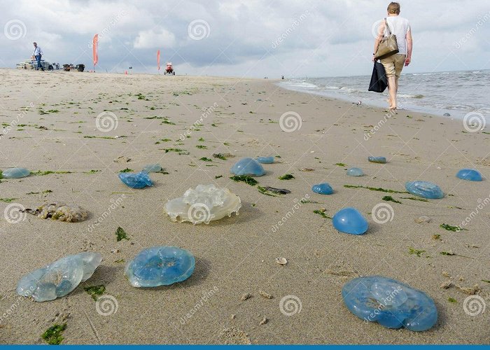 Kijkduin Beachgoers Walking among Swarms of Washed Up Jellyfish Editorial ... photo