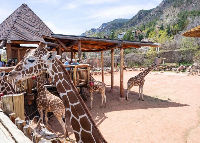 Cheyenne Mountain Zoo Cheyenne Mountain Zoo VIP Experience | The Broadmoor photo