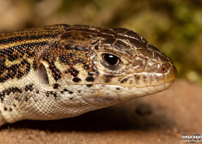 Thomas Baines Nature Reserve Albany Sandveld Lizard (Nucras taeniolata) | Next Gen Herpetologist photo