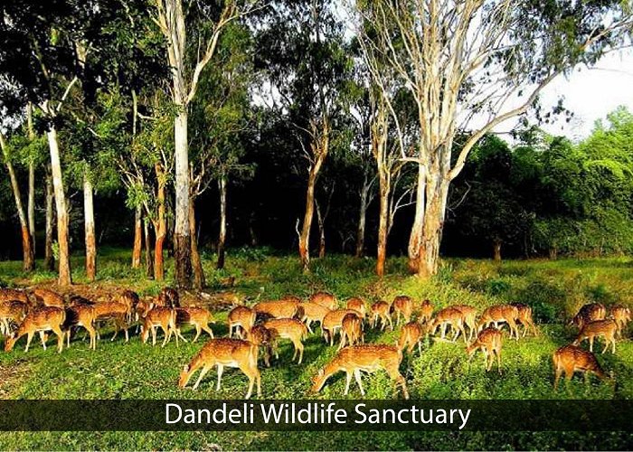 Dandeli Wildlife Sanctuary Dandeli Wildlife Sanctuary, Dandeli - Trahot Tour and Travel photo