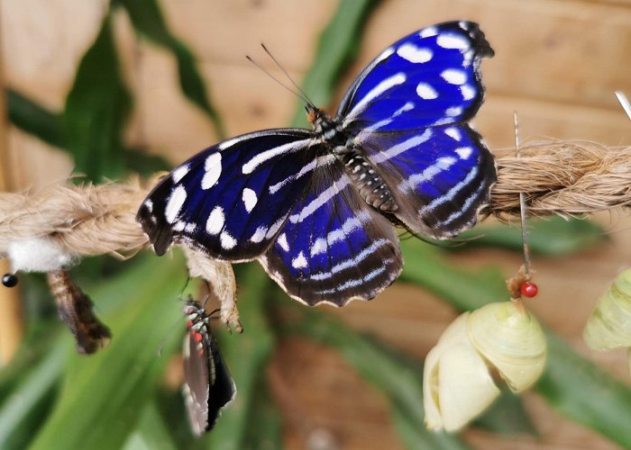 Alaris Schmetterlingspark Buchholz in der Nordheide: Alaris Butterfly Park | Lüneburger Heide photo