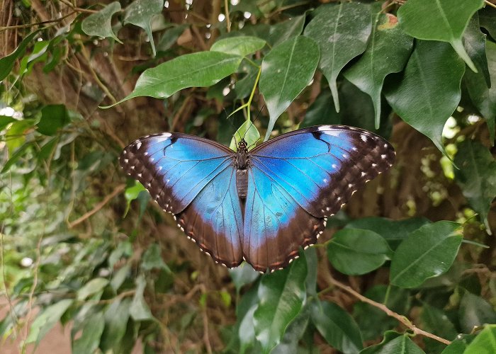 Alaris Schmetterlingspark Buchholz in der Nordheide: Alaris Butterfly Park | Lüneburger Heide photo