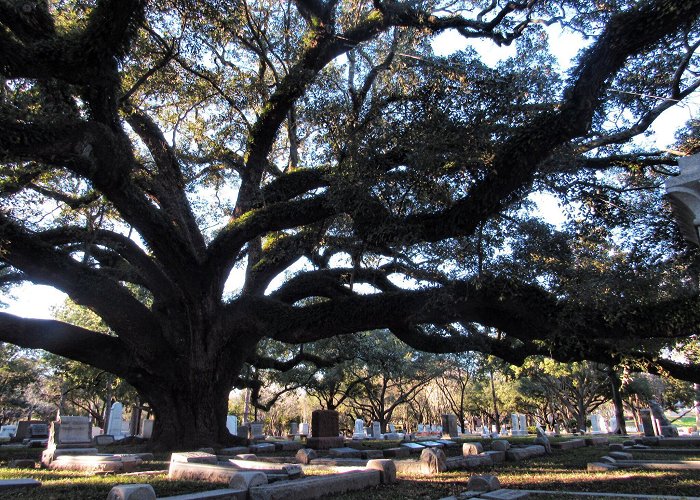 Glenwood Cemetery The Oak Tree in Glenwood Cemetery. : r/houston photo