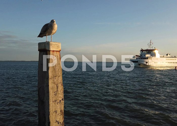 Ferry Schiermonnikoog Seagull at pole and Schiermonnikoog Ferr... | Stock Video | Pond5 photo