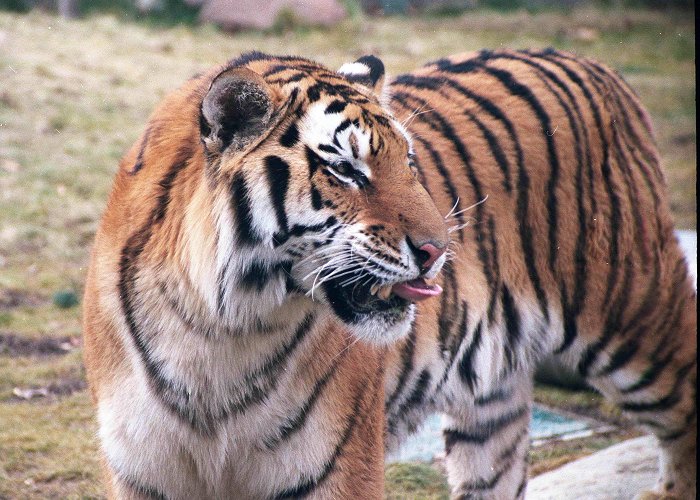 Zoo Boise Beloved Zoo Boise Tiger Dies | Boise State Public Radio photo