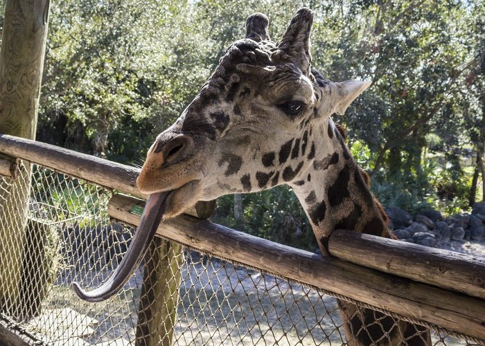 Brevard Zoo Charitable Giving | Brevard Zoo photo