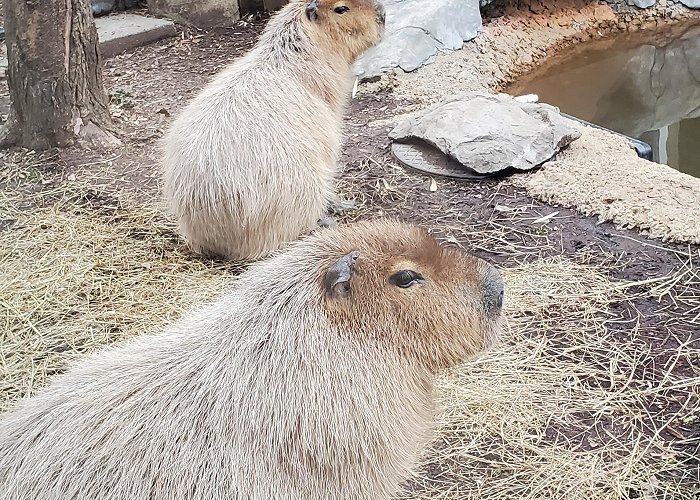 Chattanooga Zoo Went to see the CapyBara's at the Chattanooga Zoo : r/capybara photo