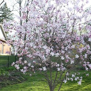 Carrousel Bed & Breakfast Bed and Breakfast Cayuga Exterior photo