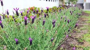 Hotel Lavender House Seogwipo Exterior photo