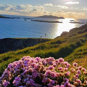 The Plough B&B Ventry Exterior photo