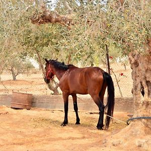 Hotel Ranch Tanit Djerba Midoun Exterior photo