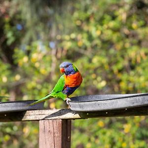 Hotel Lorikeet Holiday Park Arrawarra Exterior photo