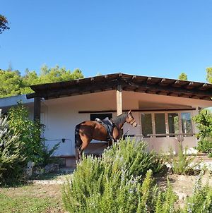 Villa Badde rosa Dorgali Exterior photo