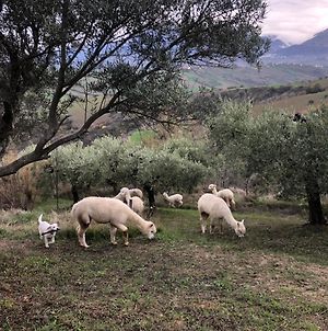 Alpacafarm Abruzzovakantie Villa Sant'Eusanio del Sangro Exterior photo
